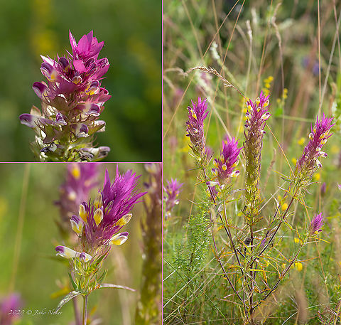 Field cow-wheat - Melampyrum arvense  Bulgaria,Eudicot,Europe,Field Cow-wheat,Field cow-wheat,Flowering Plant,Geotagged,Lamiales,Magnoliophyta,Melampyrum arvense,Orobanchaceae,Plantae,Summer,West Balkan mountain range,Wildlife
