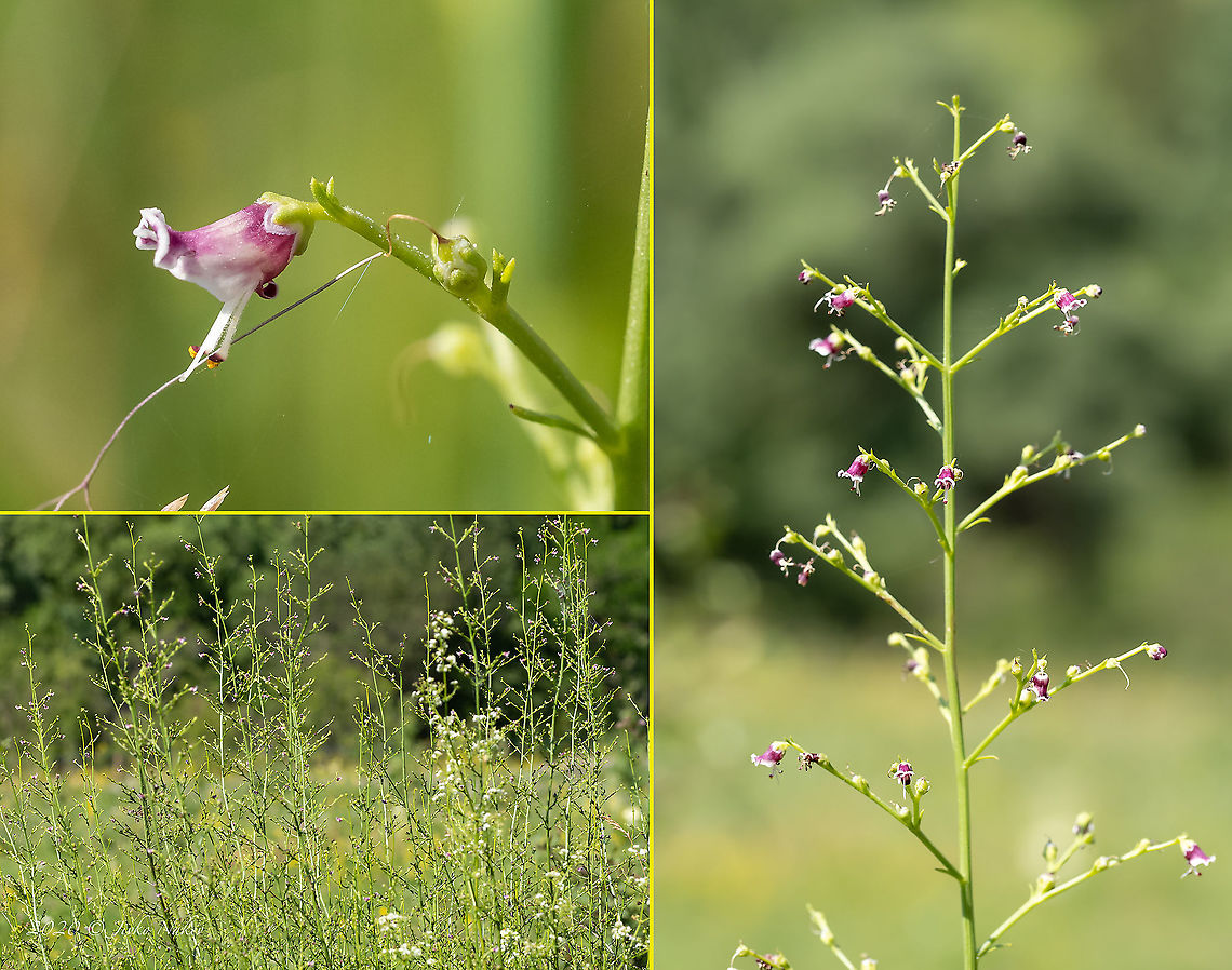 Dog figwort - Scrophularia canina  Bulgaria,Dog Figwort,Dog figwort,Eudicot,Flowering Plant,Geotagged,Lamiales,Magnoliophyta,Plantae,Scrophularia canina,Scrophulariaceae,Summer,Wildlife