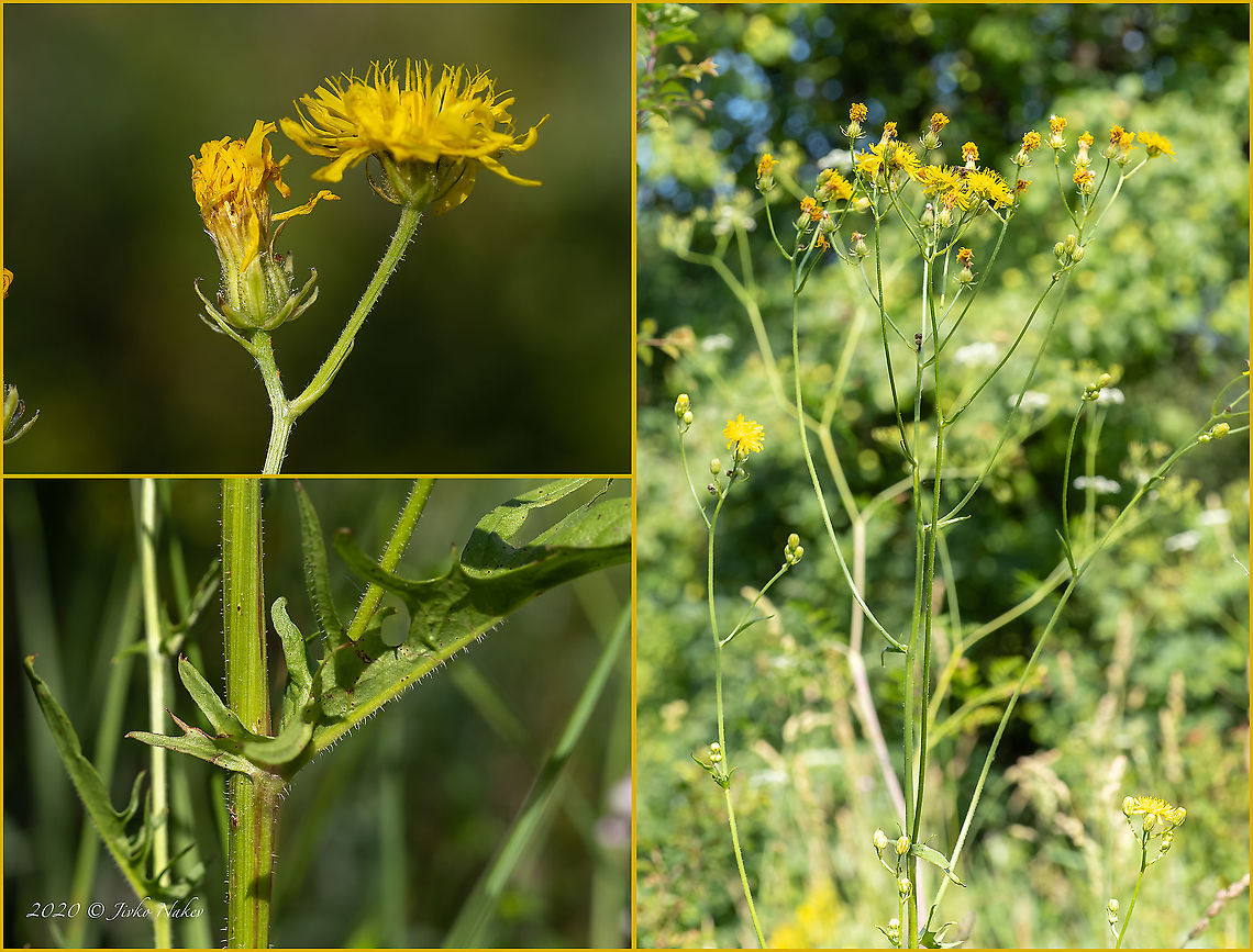 Rough Hawksbeard - Crepis biennis  Asteraceae,Asterales,Bulgaria,Crepis biennis,Eudicot,Europe,Flowering Plant,Geotagged,Magnoliophyta,Plantae,Rough Hawksbeard,Summer,West Balkan mountain range,Wildlife