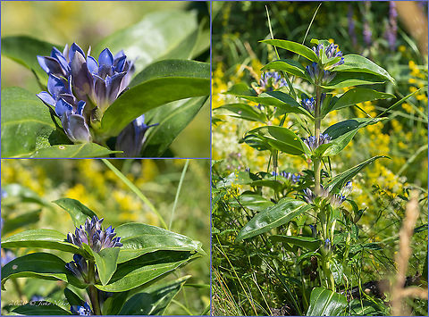 Star gentian - Gentiana cruciata  Bulgaria,Cross gentian,Eudicot,Europe,Flowering Plant,Gentiana cruciata,Gentianaceae,Gentianales,Geotagged,Magnoliophyta,Plantae,Star gentian,Summer,West Balkan mountain range,Wildlife