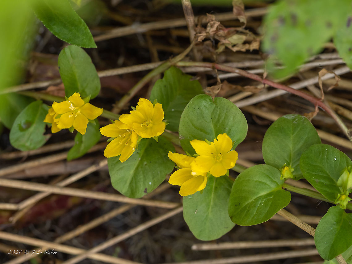 Creeping Jenny - Lysimachia nummularia  Bulgaria,Creeping Jenny,Ericales,Eudicot,Europe,Flowering Plant,Geotagged,Lysimachia nummularia,Magnoliophyta,Moneywort,Plantae,Primulaceae,Summer,West Balkan mountain range,Wildlife