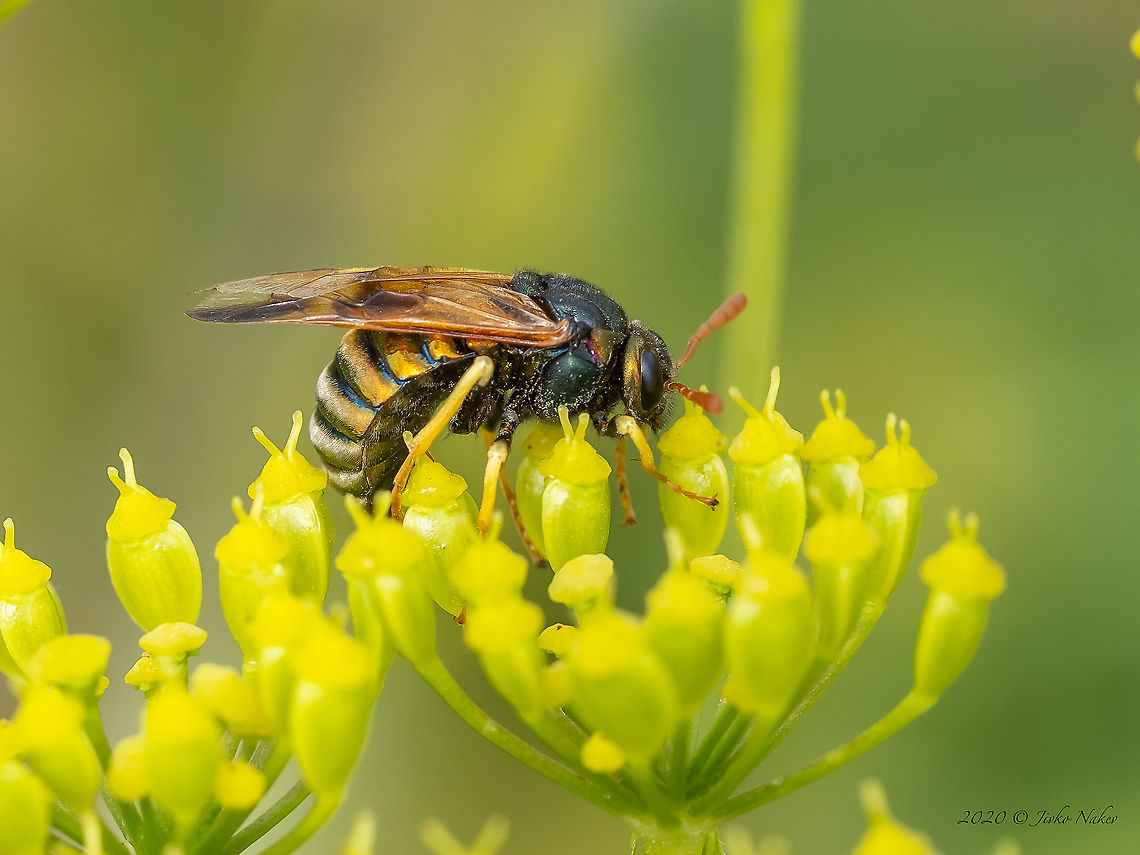 Orange-horned Scabious Sawfly female - Abia sericea Body length 10 - 12mm. A large sawfly with clubbed antennae. The abdomen has metallic bands on each segment that can reflect gold, green or magenta. The male has a dark, concave groove on the last four segments of its abdomen. Antennae are yellow-reddish, while other species in this genus have totally or partially black antennae. Legs are yellow, with black thighs at their base. Abia sericea,Animal,Animalia,Arthropoda,Bulgaria,Cimbicidae,Club Horned Sawfly,Europe,Geotagged,Hymenoptera,Insect,Insecta,Sawfly,Scabious Sawfly,Summer,Tenthredinoidea,West Balkan mountain range,Wildlife