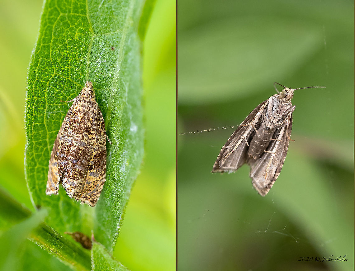 Dark strawberry tortrix - Syricoris lacunana And despite the rain and bad weather, I walked to Vitosha Mountain near Sofia. This moth flew over and got caught in a web when I managed to photograph it from below. But the web turned out to be weak and it has released itself after several attempts. Fortunately, it landed nearby and posed for a few more photos. Animal,Animalia,Arthropoda,Bistrishko Branishte Nature Reserve,Bulgaria,Celypha lacunana,Dark strawberry tortrix,Europe,Geotagged,Insect,Insecta,Lepidoptera,Moth week 2020,Summer,Syricoris lacunana,Tortricidae,Tortricoidea,Vitosha Mountain Nature Park,Wildlife