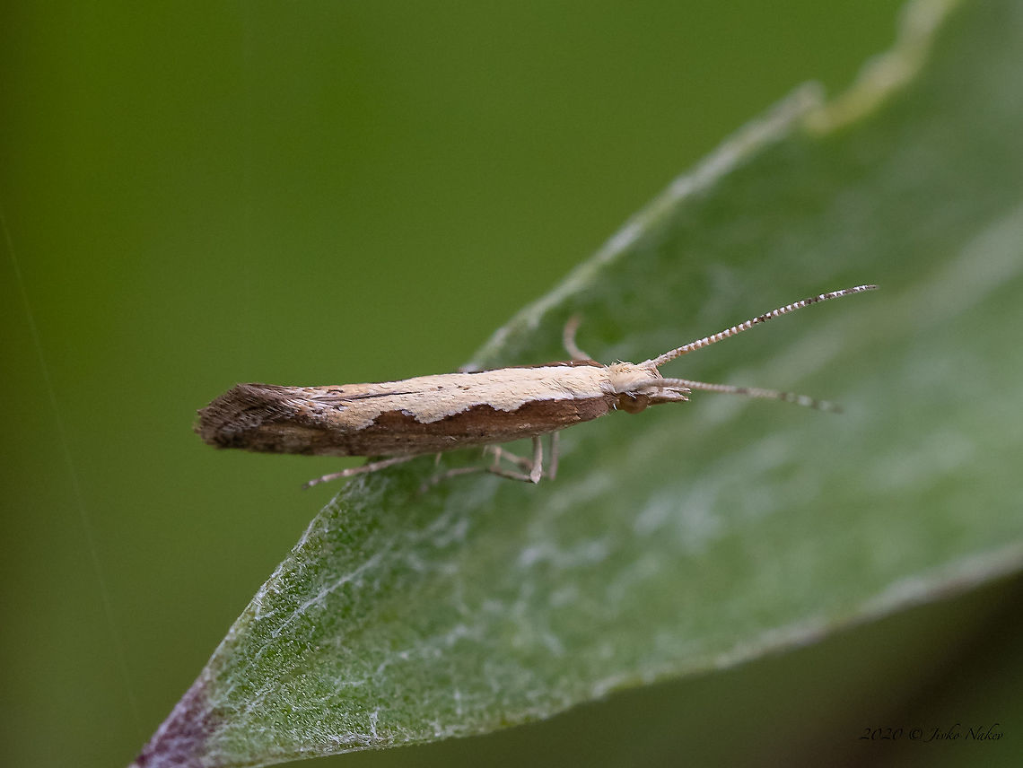 Diamondback moth - Plutella xylostella  Animal,Animalia,Arthropoda,Bistrishko Branishte Nature Reserve,Bulgaria,Diamondback moth,Europe,Geotagged,Insect,Insecta,Lepidoptera,Moth week 2020,Plutella xylostella,Plutellidae,Summer,Vitosha Mountain Nature Park,Wildlife,Yponomeutoidea