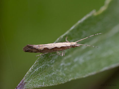 Diamondback moth - Plutella xylostella  Animal,Animalia,Arthropoda,Bistrishko Branishte Nature Reserve,Bulgaria,Diamondback moth,Europe,Geotagged,Insect,Insecta,Lepidoptera,Moth week 2020,Plutella xylostella,Plutellidae,Summer,Vitosha Mountain Nature Park,Wildlife,Yponomeutoidea