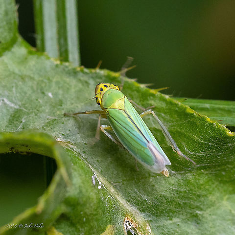Green leafhopper - Cicadella viridis  Animal,Animalia,Arthropoda,Bistrishko Branishte Nature Reserve,Bulgaria,Cicadella viridis,Cicadellidae,Europe,Geotagged,Green leafhopper,Hemiptera,Insect,Insecta,Membracoidea,Summer,Vitosha Mountain Nature Park,Wildlife