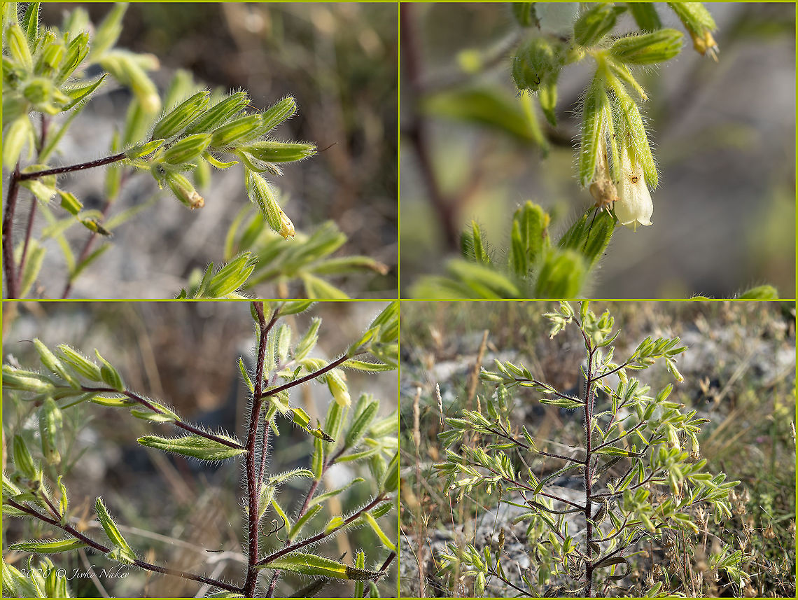 Onosma echioides  Boraginaceae,Boraginales,Bulgaria,Eudicot,Flowering Plant,Geotagged,Magnoliophyta,Onosma echioides,Plantae,Summer,Wildlife