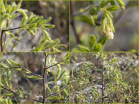 Onosma echioides  Boraginaceae,Boraginales,Bulgaria,Eudicot,Flowering Plant,Geotagged,Magnoliophyta,Onosma echioides,Plantae,Summer,Wildlife