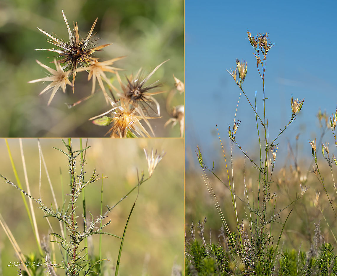 Common crupina - Crupina vulgaris  Asteraceae,Asterales,Bearded creeper,Bulgaria,Common crupina,Crupina vulgaris,Eudicot,Europe,Flowering Plant,Geotagged,Magnoliophyta,Plantae,Summer,West Balkan mountain range,Wildlife