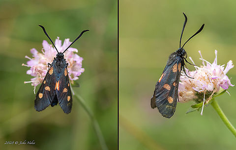 New Forest burnet - Zygaena viciae  Animal,Animalia,Arthropoda,Bistrishko Branishte Nature Reserve,Bulgaria,Burnet moth,Europe,Forester moth,Geotagged,Insect,Insecta,Lepidoptera,Moth week 2020,New Forest burnet,Summer,Vitosha Mountain Nature Park,Wildlife,Zygaena viciae,Zygaenidae,Zygaenoidea