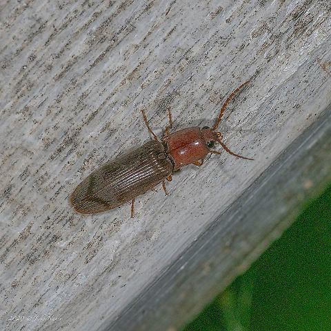 Stenagostus rhombeus The photo is taken in darkness with a macro flash. Animal,Animalia,Arthropoda,Bulgaria,Click beetle,Coleoptera,Elateridae,Elateroidea,Europe,Geotagged,Insect,Insecta,Sofia,South park,Stenagostus rhombeus,Summer,Wildlife