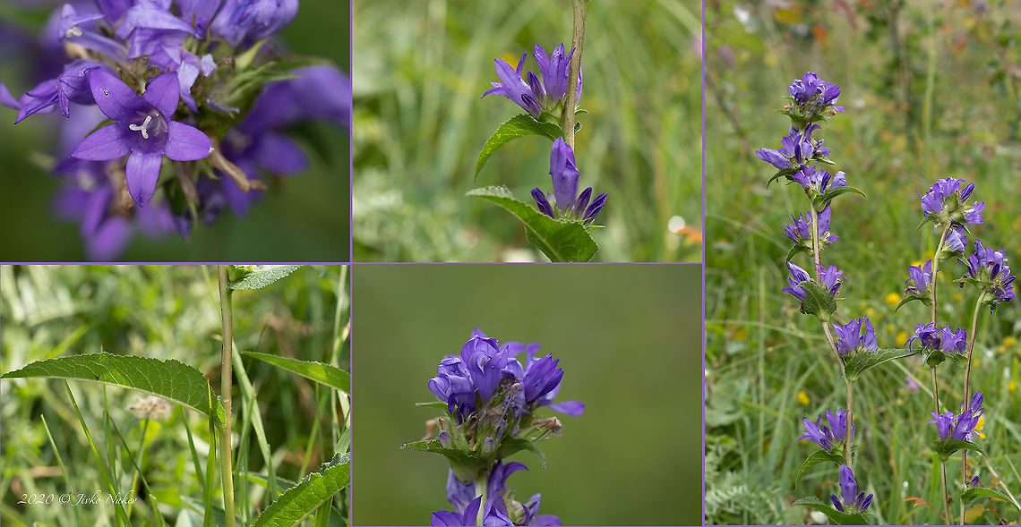 Clustered bellflower - Campanula glomerata  Asterales,Bistrishko Branishte Nature Reserve,Bulgaria,Campanula glomerata,Campanulaceae,Clustered bellflower,Dane's blood,Eudicot,Europe,Flowering Plant,Geotagged,Magnoliophyta,Plantae,Summer,Vitosha Mountain Nature Park,Wildlife