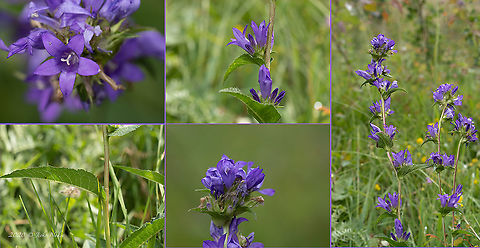 Clustered bellflower - Campanula glomerata  Asterales,Bistrishko Branishte Nature Reserve,Bulgaria,Campanula glomerata,Campanulaceae,Clustered bellflower,Dane's blood,Eudicot,Europe,Flowering Plant,Geotagged,Magnoliophyta,Plantae,Summer,Vitosha Mountain Nature Park,Wildlife