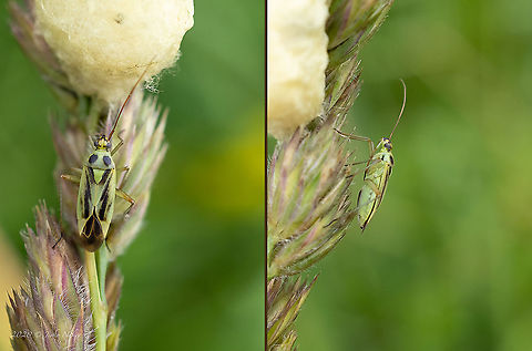 Potato capsid - Closterotomus norwegicus  Animal,Animalia,Arthropoda,Bistrishko Branishte Nature Reserve,Bulgaria,Closterotomus norvegicus,Closterotomus norwegicus,Europe,Geotagged,Hemiptera,Insect,Insecta,Miridae,Miroidea,Potato capsid,Summer,Vitosha Mountain Nature Park,Wildlife