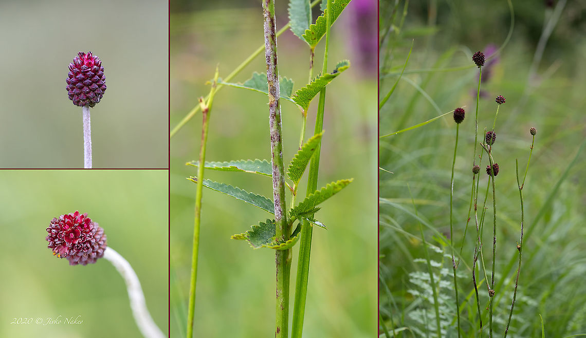 Great burnet - Sanguisorba officinalis  Bistrishko Branishte Nature Reserve,Bulgaria,Eudicot,Europe,Flowering Plant,Geotagged,Great burnet,Magnoliophyta,Plantae,Rosaceae,Rosales,Sanguisorba officinalis,Summer,Vitosha Mountain Nature Park,Wildlife