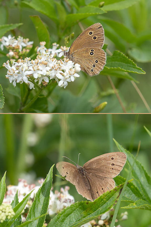 Ringlet - Aphantopus hyperantus  Animal,Animalia,Aphantopus hyperantus,Arthropoda,Brush-footed butterfly,Bulgaria,Chokliovo marsh,Europe,Geotagged,Insect,Insecta,Lepidoptera,Nymphalidae,Papilionoidea,Pernik,Ringlet,Summer,Wildlife