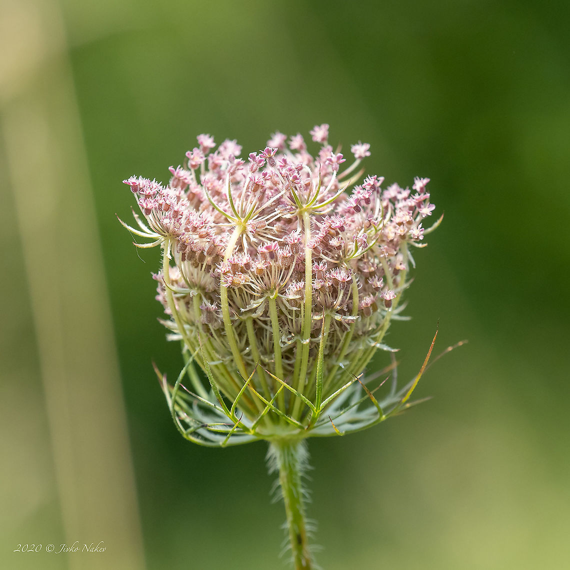 Pink wild carrot - Daucus carota <figure class="photo"><a href="https://www.jungledragon.com/image/98813/pink_wild_carrot_-_daucus_carota.html" title="Pink wild carrot - Daucus carota"><img src="https://s3.amazonaws.com/media.jungledragon.com/images/1332/98813_thumb.jpg?AWSAccessKeyId=05GMT0V3GWVNE7GGM1R2&Expires=1759968010&Signature=L%2Fc5wG2Pbg72dv8QVkD6kunQnuE%3D" width="200" height="118" alt="Pink wild carrot - Daucus carota https://www.jungledragon.com/image/98812/pink_wild_carrot_-_daucus_carota.html Apiaceae,Apiales,Bird&#039;s nest,Bishop&#039;s lace,Bulgaria,Celery,Daucus carota,Eudicot,Europe,Flowering Plant,Geotagged,Magnoliophyta,Plantae,Summer,Wild carrot,Wildlife" /></a></figure> Apiaceae,Apiales,Bird's nest,Bishop's lace,Bulgaria,Celery,Daucus carota,Eudicot,Europe,Flowering Plant,Geotagged,Magnoliophyta,Plantae,Summer,Wild carrot,Wildlife