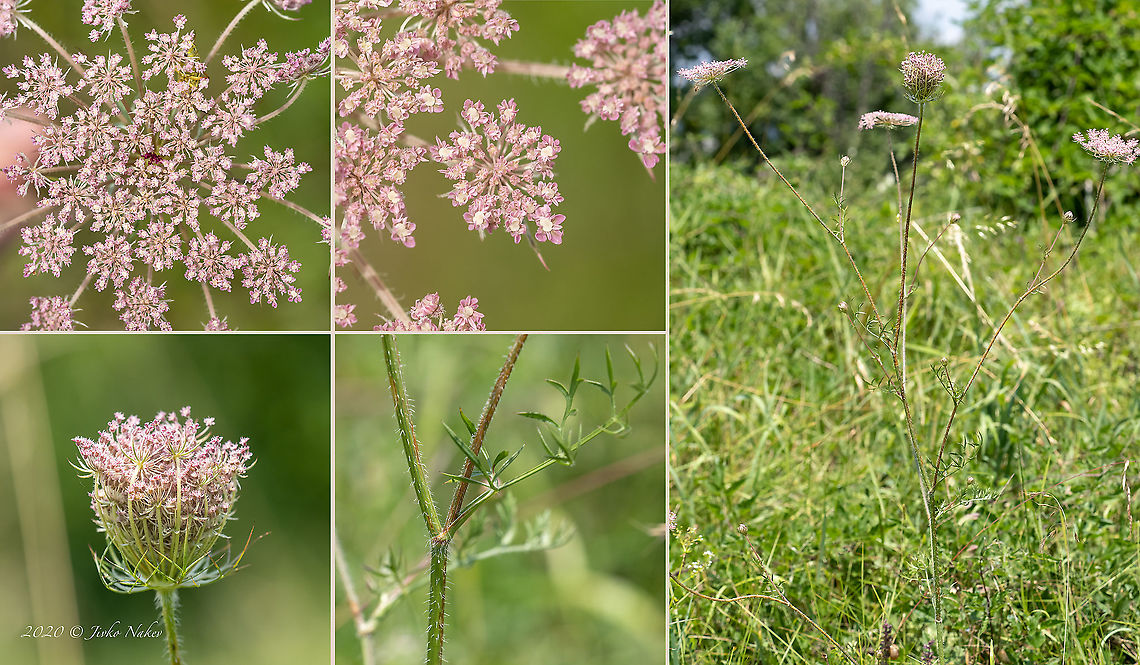 Pink wild carrot - Daucus carota <figure class="photo"><a href="https://www.jungledragon.com/image/98812/pink_wild_carrot_-_daucus_carota.html" title="Pink wild carrot - Daucus carota"><img src="https://s3.amazonaws.com/media.jungledragon.com/images/1332/98812_thumb.jpg?AWSAccessKeyId=05GMT0V3GWVNE7GGM1R2&Expires=1767225610&Signature=9P%2FuEZYZQi6LzTOK8nEOCUr8BJA%3D" width="200" height="200" alt="Pink wild carrot - Daucus carota https://www.jungledragon.com/image/98813/pink_wild_carrot_-_daucus_carota.html Apiaceae,Apiales,Bird&#039;s nest,Bishop&#039;s lace,Bulgaria,Celery,Daucus carota,Eudicot,Europe,Flowering Plant,Geotagged,Magnoliophyta,Plantae,Summer,Wild carrot,Wildlife" /></a></figure> Apiaceae,Apiales,Bird's nest,Bishop's lace,Bulgaria,Celery,Daucus carota,Eudicot,Europe,Flowering Plant,Geotagged,Magnoliophyta,Plantae,Summer,Wild carrot,Wildlife
