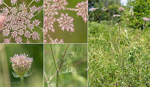 Pink wild carrot - Daucus carota https://www.jungledragon.com/image/98812/pink_wild_carrot_-_daucus_carota.html Apiaceae,Apiales,Bird's nest,Bishop's lace,Bulgaria,Celery,Daucus carota,Eudicot,Europe,Flowering Plant,Geotagged,Magnoliophyta,Plantae,Summer,Wild carrot,Wildlife