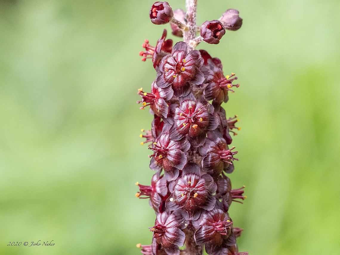 Black false hellebore - Veratrum nigrum <figure class="photo"><a href="https://www.jungledragon.com/image/98820/black_false_hellebore_-_veratrum_nigrum.html" title="Black false hellebore - Veratrum nigrum"><img src="https://s3.amazonaws.com/media.jungledragon.com/images/1332/98820_thumb.jpg?AWSAccessKeyId=05GMT0V3GWVNE7GGM1R2&Expires=1759968010&Signature=Jz%2F0ZK9oOpTdsO7ts2JBwa7p5sg%3D" width="200" height="108" alt="Black false hellebore - Veratrum nigrum https://www.jungledragon.com/image/98819/black_false_hellebore_-_veratrum_nigrum.html Bistrishko Branishte Nature Reserve,Black false hellebore,Bulgaria,Europe,Flowering Plant,Geotagged,Liliales,Magnoliophyta,Melanthiaceae,Monocot,Plantae,Summer,Veratrum nigrum,Vitosha Mountain Nature Park,Wildlife" /></a></figure> Bistrishko Branishte Nature Reserve,Black false hellebore,Bulgaria,Europe,Flowering Plant,Geotagged,Liliales,Magnoliophyta,Melanthiaceae,Monocot,Plantae,Summer,Veratrum nigrum,Vitosha Mountain Nature Park,Wildlife