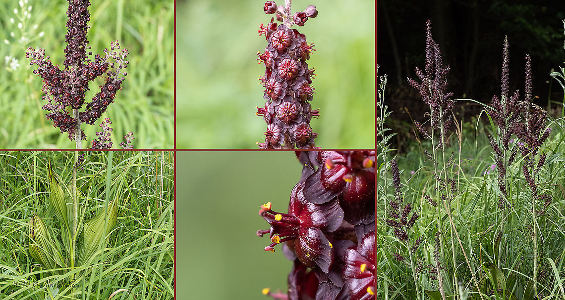 Black false hellebore - Veratrum nigrum <figure class="photo"><a href="https://www.jungledragon.com/image/98819/black_false_hellebore_-_veratrum_nigrum.html" title="Black false hellebore - Veratrum nigrum"><img src="https://s3.amazonaws.com/media.jungledragon.com/images/1332/98819_thumb.jpg?AWSAccessKeyId=05GMT0V3GWVNE7GGM1R2&Expires=1759968010&Signature=6s%2FLsvVxdB0bxLSDipuXx713Aak%3D" width="200" height="150" alt="Black false hellebore - Veratrum nigrum https://www.jungledragon.com/image/98820/black_false_hellebore_-_veratrum_nigrum.html Bistrishko Branishte Nature Reserve,Black false hellebore,Bulgaria,Europe,Flowering Plant,Geotagged,Liliales,Magnoliophyta,Melanthiaceae,Monocot,Plantae,Summer,Veratrum nigrum,Vitosha Mountain Nature Park,Wildlife" /></a></figure> Bistrishko Branishte Nature Reserve,Black false hellebore,Bulgaria,Europe,Flowering Plant,Geotagged,Liliales,Magnoliophyta,Melanthiaceae,Monocot,Plantae,Summer,Veratrum nigrum,Vitosha Mountain Nature Park,Wildlife