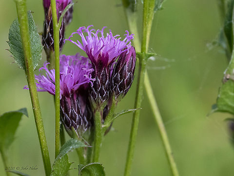 Dyer's plumeless saw-wort - Serratula tinctoria https://www.jungledragon.com/image/98822/dyers_plumeless_saw-wort_-_serratula_tinctoria.html Asteraceae,Asterales,Bistrishko Branishte Nature Reserve,Bulgaria,Dyer's plumeless saw-wort,Eudicot,Europe,Flowering Plant,Geotagged,Magnoliophyta,Plantae,Saw-Wort,Serratula tinctoria,Summer,Vitosha Mountain Nature Park,Wildlife