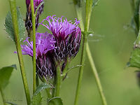 Dyer's plumeless saw-wort - Serratula tinctoria https://www.jungledragon.com/image/98822/dyers_plumeless_saw-wort_-_serratula_tinctoria.html Asteraceae,Asterales,Bistrishko Branishte Nature Reserve,Bulgaria,Dyer's plumeless saw-wort,Eudicot,Europe,Flowering Plant,Geotagged,Magnoliophyta,Plantae,Saw-Wort,Serratula tinctoria,Summer,Vitosha Mountain Nature Park,Wildlife