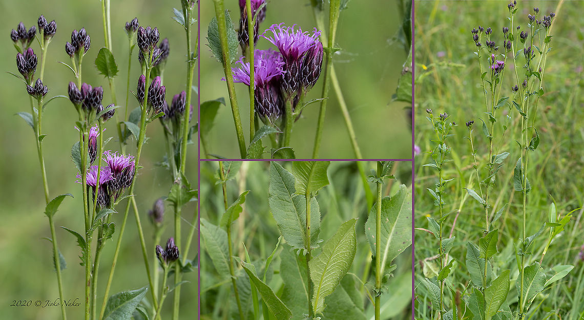 Dyer's plumeless saw-wort - Serratula tinctoria <figure class="photo"><a href="https://www.jungledragon.com/image/98821/dyers_plumeless_saw-wort_-_serratula_tinctoria.html" title="Dyer's plumeless saw-wort - Serratula tinctoria"><img src="https://s3.amazonaws.com/media.jungledragon.com/images/1332/98821_thumb.jpg?AWSAccessKeyId=05GMT0V3GWVNE7GGM1R2&Expires=1769040010&Signature=Z3qGvu5LR9QCrCh7rkHRcI5gIOI%3D" width="200" height="150" alt="Dyer's plumeless saw-wort - Serratula tinctoria https://www.jungledragon.com/image/98822/dyers_plumeless_saw-wort_-_serratula_tinctoria.html Asteraceae,Asterales,Bistrishko Branishte Nature Reserve,Bulgaria,Dyer's plumeless saw-wort,Eudicot,Europe,Flowering Plant,Geotagged,Magnoliophyta,Plantae,Saw-Wort,Serratula tinctoria,Summer,Vitosha Mountain Nature Park,Wildlife" /></a></figure> Asteraceae,Asterales,Bistrishko Branishte Nature Reserve,Bulgaria,Dyer's plumeless saw-wort,Eudicot,Europe,Flowering Plant,Geotagged,Magnoliophyta,Plantae,Saw-Wort,Serratula tinctoria,Summer,Vitosha Mountain Nature Park,Wildlife
