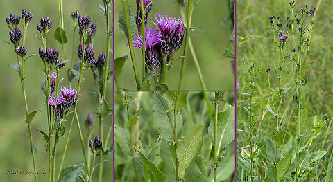 Dyer's plumeless saw-wort - Serratula tinctoria https://www.jungledragon.com/image/98821/dyers_plumeless_saw-wort_-_serratula_tinctoria.html Asteraceae,Asterales,Bistrishko Branishte Nature Reserve,Bulgaria,Dyer's plumeless saw-wort,Eudicot,Europe,Flowering Plant,Geotagged,Magnoliophyta,Plantae,Saw-Wort,Serratula tinctoria,Summer,Vitosha Mountain Nature Park,Wildlife