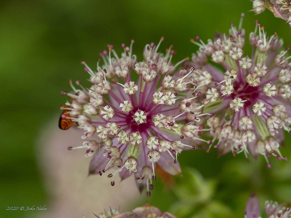 Great masterwort - Astrantia major <figure class="photo"><a href="https://www.jungledragon.com/image/98824/great_masterwort_-_astrantia_major.html" title="Great masterwort - Astrantia major"><img src="https://s3.amazonaws.com/media.jungledragon.com/images/1332/98824_thumb.jpg?AWSAccessKeyId=05GMT0V3GWVNE7GGM1R2&Expires=1759968010&Signature=s4CHJ4PvzrE6qY2zHa0YWho7VnE%3D" width="200" height="138" alt="Great masterwort - Astrantia major https://www.jungledragon.com/image/98823/great_masterwort_-_astrantia_major.html Apiaceae,Apiales,Astrantia major,Bistrishko Branishte Nature Reserve,Bulgaria,Celery,Eudicot,Europe,Flowering Plant,Geotagged,Great Masterwort,Great masterwort,Magnoliophyta,Plantae,Summer,Vitosha Mountain Nature Park,Wildlife" /></a></figure> Apiaceae,Apiales,Astrantia major,Bistrishko Branishte Nature Reserve,Bulgaria,Celery,Eudicot,Europe,Flowering Plant,Geotagged,Great Masterwort,Great masterwort,Magnoliophyta,Plantae,Summer,Vitosha Mountain Nature Park,Wildlife
