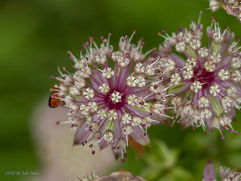 Great masterwort - Astrantia major https://www.jungledragon.com/image/98824/great_masterwort_-_astrantia_major.html Apiaceae,Apiales,Astrantia major,Bistrishko Branishte Nature Reserve,Bulgaria,Celery,Eudicot,Europe,Flowering Plant,Geotagged,Great Masterwort,Great masterwort,Magnoliophyta,Plantae,Summer,Vitosha Mountain Nature Park,Wildlife