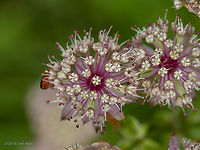 Great masterwort - Astrantia major https://www.jungledragon.com/image/98824/great_masterwort_-_astrantia_major.html Apiaceae,Apiales,Astrantia major,Bistrishko Branishte Nature Reserve,Bulgaria,Celery,Eudicot,Europe,Flowering Plant,Geotagged,Great Masterwort,Great masterwort,Magnoliophyta,Plantae,Summer,Vitosha Mountain Nature Park,Wildlife