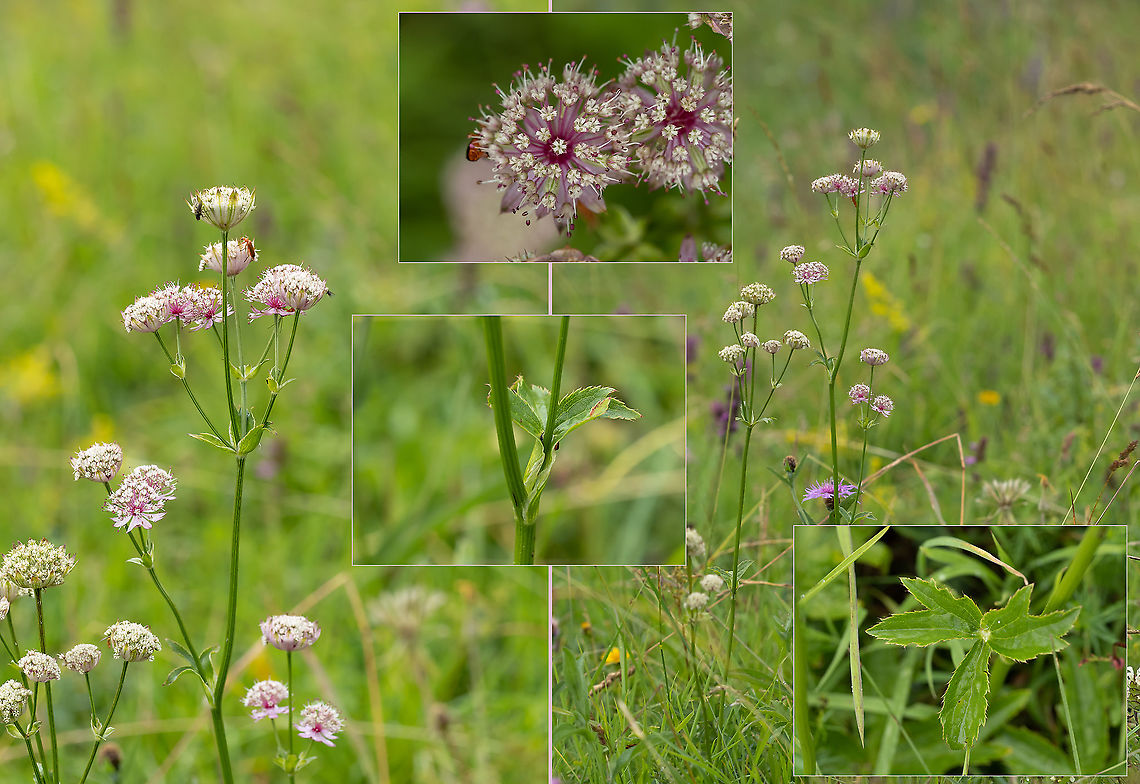 Great masterwort - Astrantia major <figure class="photo"><a href="https://www.jungledragon.com/image/98823/great_masterwort_-_astrantia_major.html" title="Great masterwort - Astrantia major"><img src="https://s3.amazonaws.com/media.jungledragon.com/images/1332/98823_thumb.jpg?AWSAccessKeyId=05GMT0V3GWVNE7GGM1R2&Expires=1759968010&Signature=mevCIt0zu05gpNy3bzBFi8Wdte8%3D" width="200" height="150" alt="Great masterwort - Astrantia major https://www.jungledragon.com/image/98824/great_masterwort_-_astrantia_major.html Apiaceae,Apiales,Astrantia major,Bistrishko Branishte Nature Reserve,Bulgaria,Celery,Eudicot,Europe,Flowering Plant,Geotagged,Great Masterwort,Great masterwort,Magnoliophyta,Plantae,Summer,Vitosha Mountain Nature Park,Wildlife" /></a></figure> Apiaceae,Apiales,Astrantia major,Bistrishko Branishte Nature Reserve,Bulgaria,Celery,Eudicot,Europe,Flowering Plant,Geotagged,Great Masterwort,Great masterwort,Magnoliophyta,Plantae,Summer,Vitosha Mountain Nature Park,Wildlife