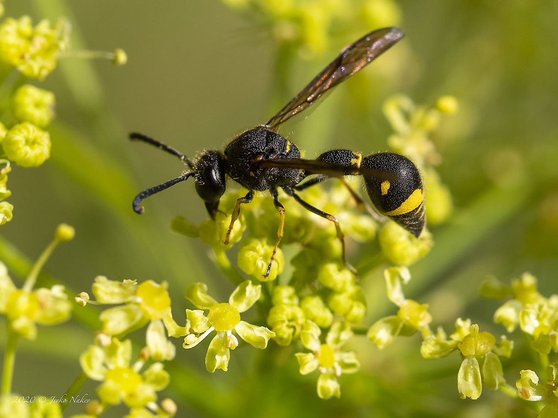 Potter wasp - Eumenes coronatus male Spotted at Vrabcha waterfall in West Bulgaria<br />
<figure class="photo"><a href="https://www.jungledragon.com/image/98826/potter_wasp_-_eumenes_coronatus_male.html" title="Potter wasp - Eumenes coronatus male"><img src="https://s3.amazonaws.com/media.jungledragon.com/images/1332/98826_thumb.jpg?AWSAccessKeyId=05GMT0V3GWVNE7GGM1R2&Expires=1759968010&Signature=xpvZnt6dQ7mz2%2BDCd0wy3JWxdYg%3D" width="200" height="150" alt="Potter wasp - Eumenes coronatus male Spotted at Vrabcha waterfall in West Bulgaria<br />
https://www.jungledragon.com/image/98825/potter_wasp_-_eumenes_coronatus_male.html Animal,Animalia,Arthropoda,Bulgaria,Eumenes coronatus,Europe,Geotagged,Hymenoptera,Insect,Insecta,Pernik,Potter wasp,Summer,Vespidae,Vespoidea,Vrabcha waterfall,Wildlife" /></a></figure> Animal,Animalia,Arthropoda,Bulgaria,Eumenes coronatus,Europe,Geotagged,Hymenoptera,Insect,Insecta,Pernik,Potter wasp,Summer,Vespidae,Vespoidea,Vrabcha waterfall,Wildlife