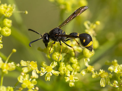 Potter wasp - Eumenes coronatus male Spotted at Vrabcha waterfall in West Bulgaria
https://www.jungledragon.com/image/98826/potter_wasp_-_eumenes_coronatus_male.html Animal,Animalia,Arthropoda,Bulgaria,Eumenes coronatus,Europe,Geotagged,Hymenoptera,Insect,Insecta,Pernik,Potter wasp,Summer,Vespidae,Vespoidea,Vrabcha waterfall,Wildlife