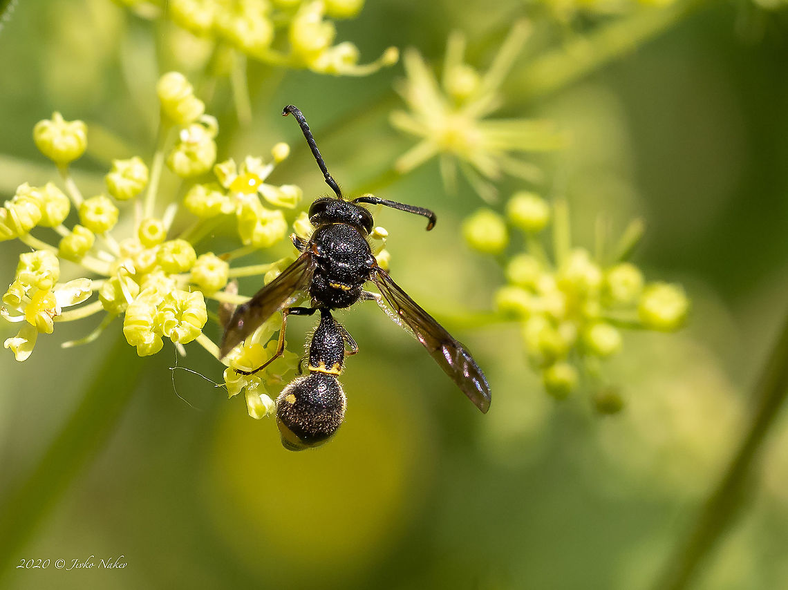 Potter wasp - Eumenes coronatus male Spotted at Vrabcha waterfall in West Bulgaria<br />
<figure class="photo"><a href="https://www.jungledragon.com/image/98825/potter_wasp_-_eumenes_coronatus_male.html" title="Potter wasp - Eumenes coronatus male"><img src="https://s3.amazonaws.com/media.jungledragon.com/images/1332/98825_thumb.jpg?AWSAccessKeyId=05GMT0V3GWVNE7GGM1R2&Expires=1759968010&Signature=YyGSoIERa7ssmgykvR1wx59dSAo%3D" width="200" height="150" alt="Potter wasp - Eumenes coronatus male Spotted at Vrabcha waterfall in West Bulgaria<br />
https://www.jungledragon.com/image/98826/potter_wasp_-_eumenes_coronatus_male.html Animal,Animalia,Arthropoda,Bulgaria,Eumenes coronatus,Europe,Geotagged,Hymenoptera,Insect,Insecta,Pernik,Potter wasp,Summer,Vespidae,Vespoidea,Vrabcha waterfall,Wildlife" /></a></figure> Animal,Animalia,Arthropoda,Bulgaria,Eumenes coronatus,Europe,Geotagged,Hymenoptera,Insect,Insecta,Pernik,Potter wasp,Summer,Vespidae,Vespoidea,Vrabcha waterfall,Wildlife