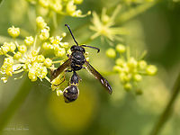Potter wasp - Eumenes coronatus male Spotted at Vrabcha waterfall in West Bulgaria<br />
https://www.jungledragon.com/image/98825/potter_wasp_-_eumenes_coronatus_male.html Animal,Animalia,Arthropoda,Bulgaria,Eumenes coronatus,Europe,Geotagged,Hymenoptera,Insect,Insecta,Pernik,Potter wasp,Summer,Vespidae,Vespoidea,Vrabcha waterfall,Wildlife