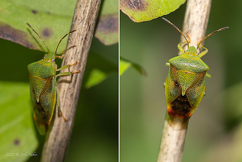 Elasmostethus cf. interstinctus - Birch shieldbug Tentative ID. About 9 mm. Animal,Animalia,Arthropoda,Birch shieldbug,Bulgaria,Elasmostethus interstinctus,Europe,Geotagged,Hemiptera,Insect,Insecta,Pentatomidae,Pentatomoidea,Pernik,Shield bug,Summer,Wildlife