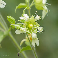 Berry catchfly - Silene baccifera https://www.jungledragon.com/image/98900/berry_catchfly_-_silene_baccifera.html Berry catchfly,Bulgaria,Caryophyllaceae,Caryophyllales,Chokliovo marsh,Eudicot,Europe,Flowering Plant,Geotagged,Magnoliophyta,Pernik,Plantae,Silene baccifera,Summer,Wildlife