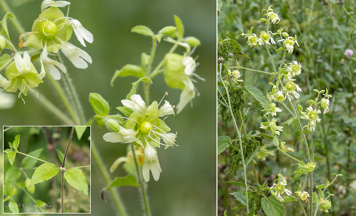 Berry catchfly - Silene baccifera <figure class="photo"><a href="https://www.jungledragon.com/image/98899/berry_catchfly_-_silene_baccifera.html" title="Berry catchfly - Silene baccifera"><img src="https://s3.amazonaws.com/media.jungledragon.com/images/1332/98899_thumb.jpg?AWSAccessKeyId=05GMT0V3GWVNE7GGM1R2&Expires=1769040010&Signature=C4sqh9qaSlRSi5ZOX9GU21VbgM4%3D" width="200" height="200" alt="Berry catchfly - Silene baccifera https://www.jungledragon.com/image/98900/berry_catchfly_-_silene_baccifera.html Berry catchfly,Bulgaria,Caryophyllaceae,Caryophyllales,Chokliovo marsh,Eudicot,Europe,Flowering Plant,Geotagged,Magnoliophyta,Pernik,Plantae,Silene baccifera,Summer,Wildlife" /></a></figure> Berry catchfly,Bulgaria,Caryophyllaceae,Caryophyllales,Chokliovo marsh,Eudicot,Europe,Flowering Plant,Geotagged,Magnoliophyta,Pernik,Plantae,Silene baccifera,Summer,Wildlife
