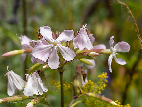 Common Soapwort