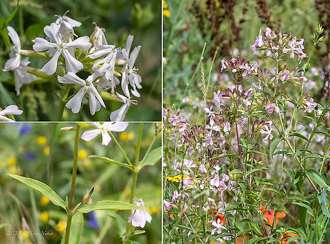 Common soapwort - Saponaria officinalis https://www.jungledragon.com/image/98936/common_soapwort_-_saponaria_officinalis.html Bulgaria,Caryophyllaceae,Caryophyllales,Chokliovo marsh,Common Soapwort,Common soapwort,Eudicot,Europe,Flowering Plant,Geotagged,Magnoliophyta,Pernik,Plantae,Saponaria officinalis,Summer,Wildlife