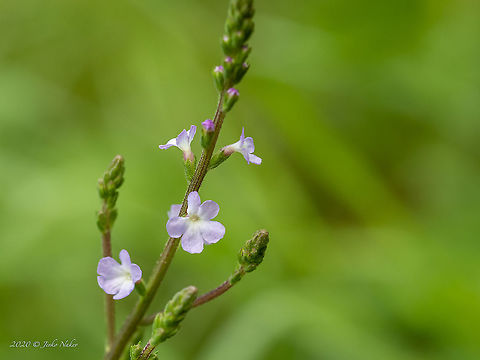 Common vervain - Verbena officinalis https://www.jungledragon.com/image/99037/common_vervain_-_verbena_officinalis.html Bulgaria,Chokliovo marsh,Common verbena,Common vervain,Eudicot,Europe,Flowering Plant,Geotagged,Lamiales,Magnoliophyta,Pernik,Plantae,Summer,Verbena officinalis,Verbenaceae,Wildlife