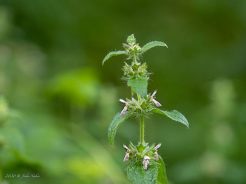 Limestone woundwort - Stachys alpina https://www.jungledragon.com/image/99040/limestone_woundwort_-_stachys_alpina.html Alpine betony,Bistrishko Branishte Nature Reserve,Bulgaria,Eudicot,Europe,Flowering Plant,Geotagged,Lamiaceae,Lamiales,Limestone woundwort,Magnoliophyta,Plantae,Stachys alpina,Summer,Vitosha Mountain Nature Park,Wildlife