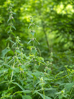 Limestone woundwort - Stachys alpina https://www.jungledragon.com/image/99039/limestone_woundwort_-_stachys_alpina.html Alpine betony,Bistrishko Branishte Nature Reserve,Bulgaria,Eudicot,Europe,Flowering Plant,Geotagged,Lamiaceae,Lamiales,Limestone woundwort,Magnoliophyta,Plantae,Stachys alpina,Summer,Vitosha Mountain Nature Park,Wildlife