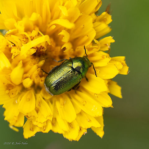 Cryptocephalus virens https://www.jungledragon.com/image/99062/cryptocephalus_virens.html Animal,Animalia,Arthropoda,Bistrishko Branishte Nature Reserve,Bulgaria,Chrysomelidae,Chrysomeloidea,Coleoptera,Cryptocephalus virens,Europe,Geotagged,Insect,Insecta,Leaf beetle,Summer,Vitosha Mountain Nature Park,Wildlife