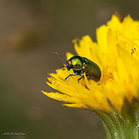 Cryptocephalus virens https://www.jungledragon.com/image/99061/cryptocephalus_virens.html Animal,Animalia,Arthropoda,Bistrishko Branishte Nature Reserve,Bulgaria,Chrysomelidae,Chrysomeloidea,Coleoptera,Cryptocephalus virens,Europe,Geotagged,Insect,Insecta,Leaf beetle,Summer,Vitosha Mountain Nature Park,Wildlife