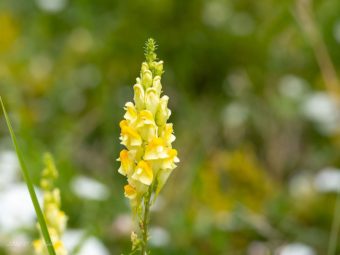 Yellow toadflax - Linaria vulgaris <figure class="photo"><a href="https://www.jungledragon.com/image/99098/yellow_toadflax_-_linaria_vulgaris.html" title="Yellow toadflax - Linaria vulgaris"><img src="https://s3.amazonaws.com/media.jungledragon.com/images/1332/99098_thumb.jpg?AWSAccessKeyId=05GMT0V3GWVNE7GGM1R2&Expires=1759968010&Signature=ffhs%2FPYDuIOX5kPi62Z30BwpqyQ%3D" width="116" height="152" alt="Yellow toadflax - Linaria vulgaris https://www.jungledragon.com/image/99097/yellow_toadflax_-_linaria_vulgaris.html Bulgaria,Butter-and-eggs,Chokliovo marsh,Common toadflax,Eudicot,Europe,Flowering Plant,Geotagged,Lamiales,Linaria vulgaris,Magnoliophyta,Pernik,Plantae,Plantaginaceae,Summer,Wildlife,Yellow toadflax" /></a></figure> Bulgaria,Butter-and-eggs,Chokliovo marsh,Common toadflax,Eudicot,Europe,Flowering Plant,Geotagged,Lamiales,Linaria vulgaris,Magnoliophyta,Pernik,Plantae,Plantaginaceae,Summer,Wildlife,Yellow toadflax