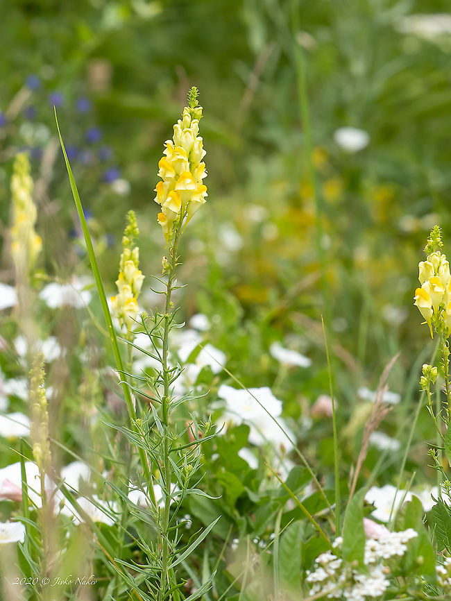 Yellow toadflax - Linaria vulgaris <figure class="photo"><a href="https://www.jungledragon.com/image/99097/yellow_toadflax_-_linaria_vulgaris.html" title="Yellow toadflax - Linaria vulgaris"><img src="https://s3.amazonaws.com/media.jungledragon.com/images/1332/99097_thumb.jpg?AWSAccessKeyId=05GMT0V3GWVNE7GGM1R2&Expires=1769040010&Signature=%2Fv8FF%2FUFuzPIQHD9UGpgpb4p0xs%3D" width="200" height="150" alt="Yellow toadflax - Linaria vulgaris https://www.jungledragon.com/image/99098/yellow_toadflax_-_linaria_vulgaris.html Bulgaria,Butter-and-eggs,Chokliovo marsh,Common toadflax,Eudicot,Europe,Flowering Plant,Geotagged,Lamiales,Linaria vulgaris,Magnoliophyta,Pernik,Plantae,Plantaginaceae,Summer,Wildlife,Yellow toadflax" /></a></figure> Bulgaria,Butter-and-eggs,Chokliovo marsh,Common toadflax,Eudicot,Europe,Flowering Plant,Geotagged,Lamiales,Linaria vulgaris,Magnoliophyta,Pernik,Plantae,Plantaginaceae,Summer,Wildlife,Yellow toadflax