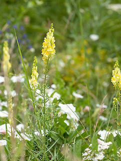 Yellow toadflax - Linaria vulgaris https://www.jungledragon.com/image/99097/yellow_toadflax_-_linaria_vulgaris.html Bulgaria,Butter-and-eggs,Chokliovo marsh,Common toadflax,Eudicot,Europe,Flowering Plant,Geotagged,Lamiales,Linaria vulgaris,Magnoliophyta,Pernik,Plantae,Plantaginaceae,Summer,Wildlife,Yellow toadflax